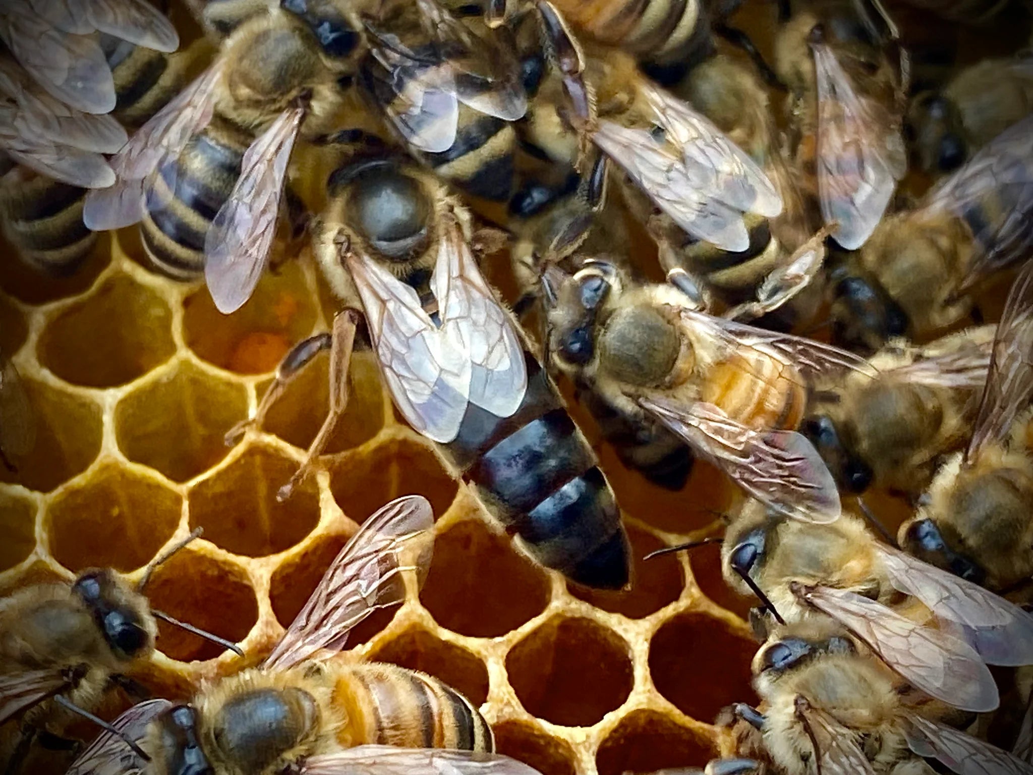 Queen Bee 2024 Nature S Image Farm   Queen2.webp